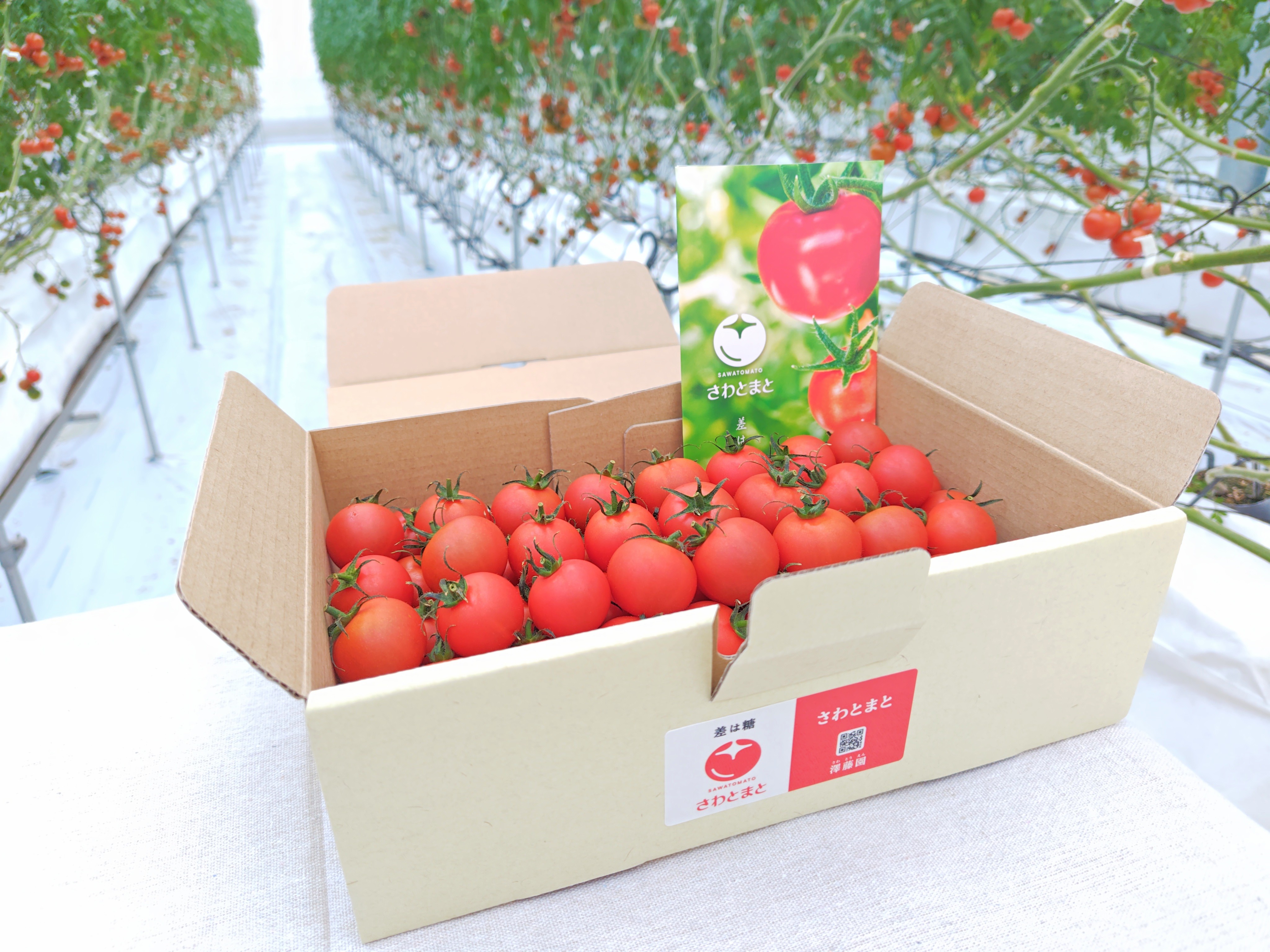 とまと購入ページ さわとまとのインターネット販売を開始しました🍅 | さわとまと - 澤藤園