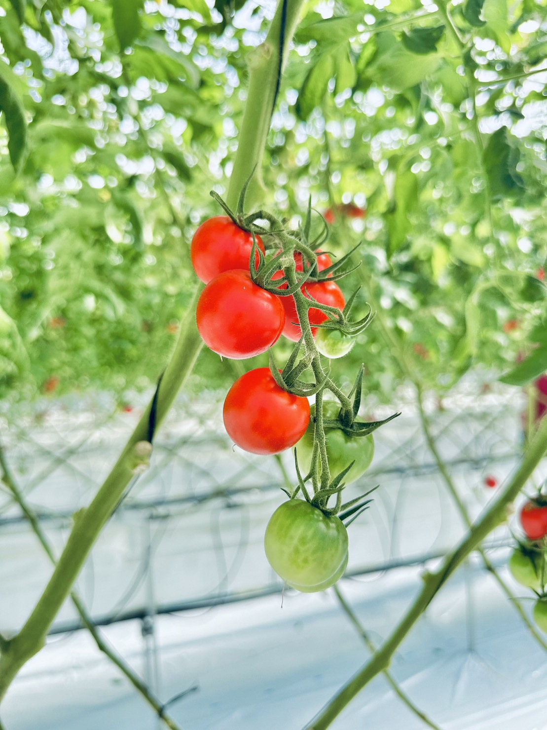 トマト嫌いのあなたへ残念なお知らせです・・・。 ｜ さわとまと – 澤藤園